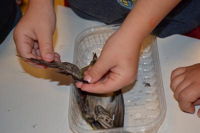 Bildet viser en død fugl i en plastbeholder. To barnehender strekker ut vingen på den døde fuglen.
