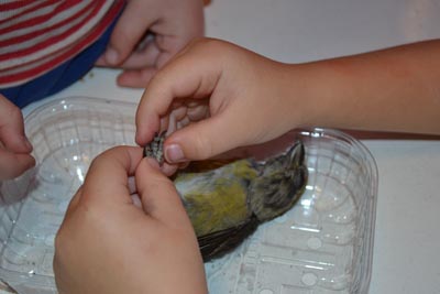 Bildet viser en død fugl i en plastbeholder. To barnehender inspiserer fuglens klør nærmere.