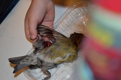 Bildet viser en død fugl i en plastbeholder. En barnehånd strekker ut det ene benet til fuglen, og vi kan se at den har et stort sår mellom benet og vingen sin.
