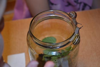 Bildet viser et glass med grønne blader. To snegler kryper langs toppen av glasset. 
