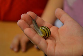 Bildet viser en snegle som kryper i hånden til et barn i barnehagen.